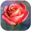 Love Roses And flowers GIF 2020 APK