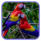 Cute Parrot Wallpaper ไอคอน