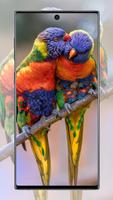 Cute Parrot Wallpaper پوسٹر