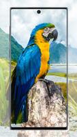 Cute Parrot Wallpaper ภาพหน้าจอ 1