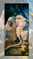 Cute Parrot Wallpaper ภาพหน้าจอ 2