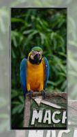 Cute Parrot Wallpaper ภาพหน้าจอ 3