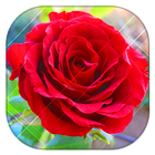 rose live wallpaper أيقونة