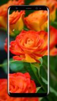 rose live wallpaper Affiche