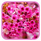 桜の花の壁紙日本庭園 アイコン