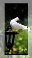 Pigeon wallpaper poster