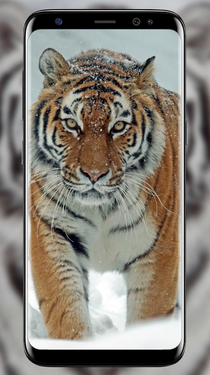 خلفيات متحركة للنمور والثلج رائعة For Android Apk Download