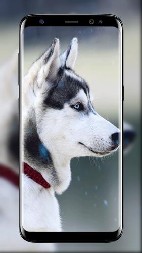 خلفيات متحركة للذئاب رائعة for android apk download