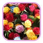 Flower wallpaper icono