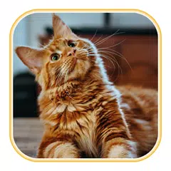 Cat Wallpaper APK download