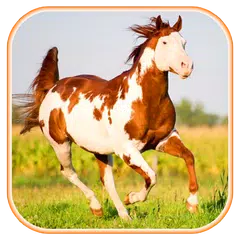 Horse Wallpapers APK download