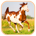 Horse Wallpapers