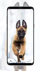 Dog wallpaper APK Herunterladen