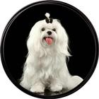 Maltese Haircuts icono