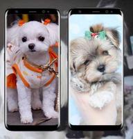 Maltese Haircuts captura de pantalla 1