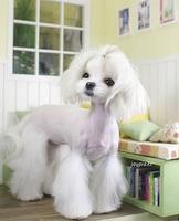 Maltese Haircuts captura de pantalla 3