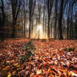 Nice Nature Wallpaper