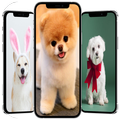 sevimli köpek duvar kağıdı