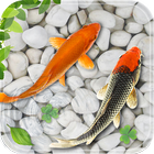 рыба жить обои аквариум кои 3D иконка