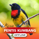 Kicau Burung Pentis Kumbang APK