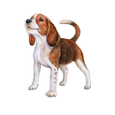 DheDog - Stray Dog Reporting-APK