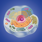 Icona Biologia cellulare