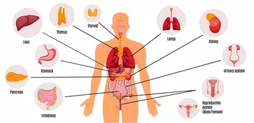Anatomía: humana, animales