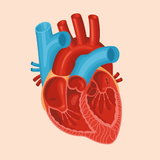 Anatomie: humaine, animale icône