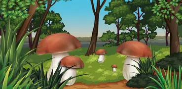 Съедобные грибы