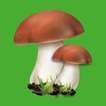 ”Edible mushroom