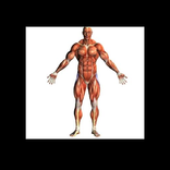 Human Body - Anatomy