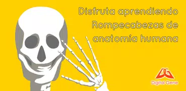 Rompecabezas de anatomía