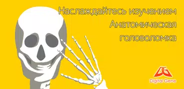 Анатомическая головоломка