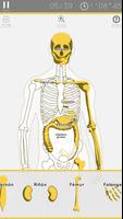 Rompecabezas de anatomía Poster