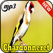 TÉLÉCHARGER CHANT CHARDONNERET PARVA MP3 CHARDONNERET MP3 PARVA CHANT TÉLÉCHARGER
