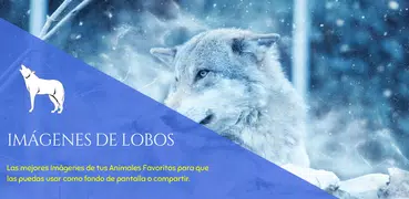 Imagenes de Lobos 🐺