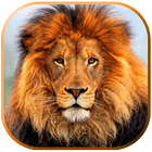 Imagenes de Leones icono