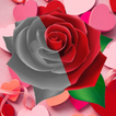 After Valentine Day - Rose & L
