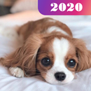 Dog 365 wallpapers & Puppies APK