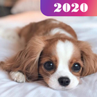 Dog 365 wallpapers & Puppies آئیکن