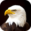 Eagle Wallpaper 2024