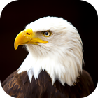 Eagle Wallpaper ikona