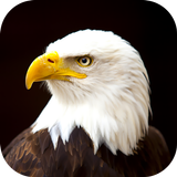 Eagle Wallpaper icône