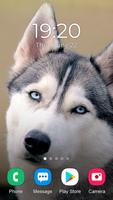 Husky Dog Wallpaper capture d'écran 1