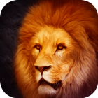 Lion Wallpaper иконка