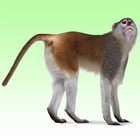 Monkey sounds आइकन