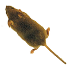 Mouse icône