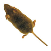 Mouse أيقونة