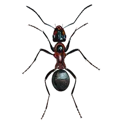 Ant simulator APK 下載