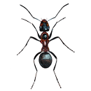 Ant simulator APK